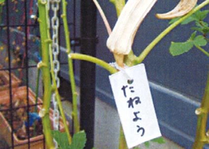 種用の野菜作り