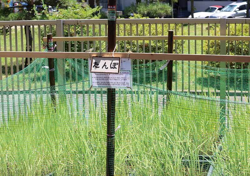 園庭にはたんぼも