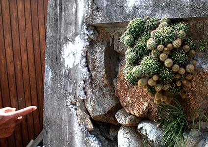 何十年も前から生えているというサボテン。