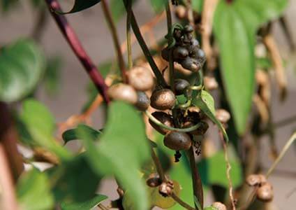 ヤマイモの赤ちゃん「むかご」です。