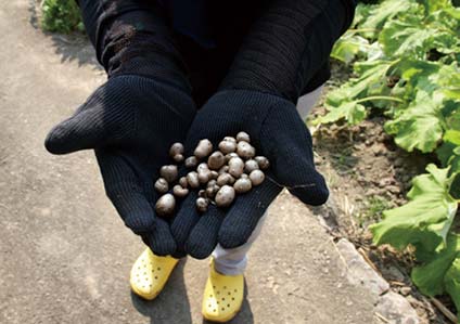 むかごでご飯を炊こうかな。